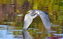 DSC_4956_001.JPG