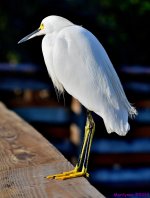 DSC_5005_001.JPG