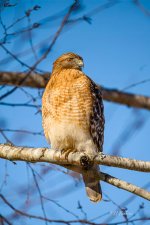 _DAB6714-topaz-denoiseraw-sharpen-3.jpg