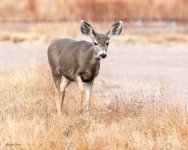 Deer-255.jpg