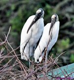 DSC_5038_001.JPG