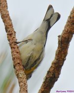 DSC_5076_001.JPG