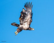 BaldyTakeoff-257.jpg