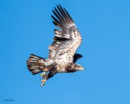 BaldyTakeoff-258.jpg