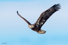 BaldyFlight-257.jpg
