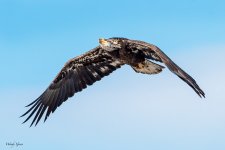 BaldyFlight-259.jpg