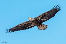 BaldyFlight-260.jpg