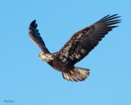 BaldyFlight-261.jpg