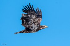 BaldyFlight-262.jpg