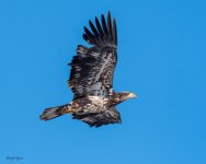 BaldyFlight-263.jpg