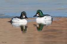 CommonGoldeneyes-257.jpg