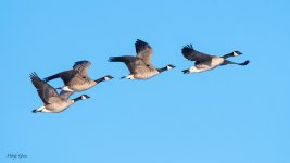 GeeseFlight-257.jpg