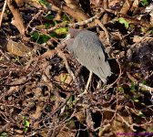 DSC_5170_001.JPG