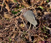 DSC_5171_001.JPG