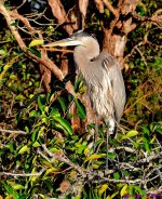DSC_5175_001.JPG