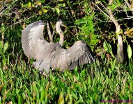 DSC_5185_001.JPG