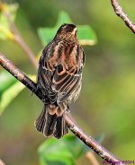 DSC_5210_001.JPG