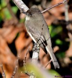 DSC_5232_001.JPG