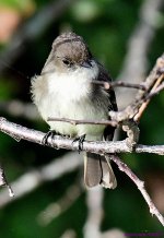 DSC_5239_001.JPG