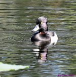 DSC_5388_001.JPG