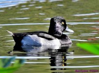 DSC_5440_001.JPG