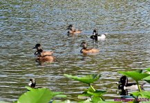 DSC_5454_001.JPG