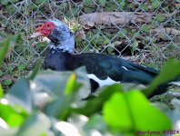 DSC_5463_001.JPG