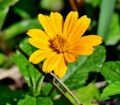 DSC_5464_001.JPG