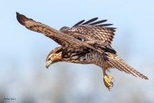 RedTailDive-257.jpg