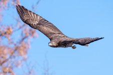 RedTailFlight -262.jpg