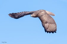 RedTailFlight -263.jpg