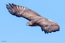 RedTailFlight -264.jpg