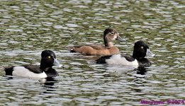 DSC_5518_001.JPG