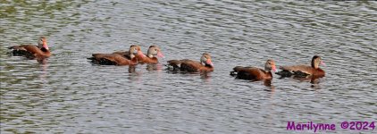 DSC_5565_stitch5_001.JPG