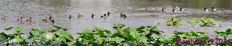 DSC_5579_stitch7_001.JPG