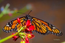 _DAB6774-topaz-denoiseraw-sharpen.jpg