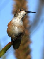 Hummer3.jpg