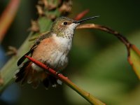Hummer6.jpg
