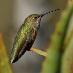 Hummer13.jpg