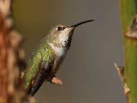 Hummer16.jpg