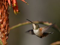 Hummer14.jpg