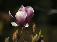 Magnolia.jpg