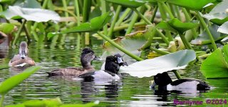DSC_5738_001.JPG