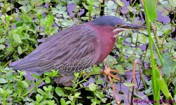 DSC_5829_001.JPG