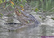 DSC_5837_001.JPG
