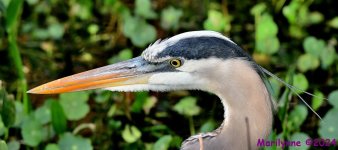 DSC_5878_001.JPG