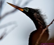 DSC_5943_001.JPG