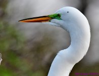 DSC_5946_001.JPG