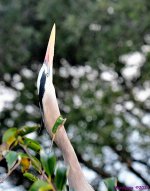 DSC_5968_001.JPG