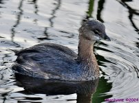 DSC_5975_001.JPG
